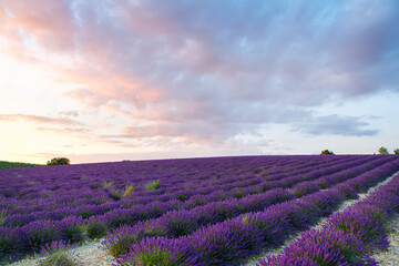 Naklejka na ściany i meble Beautiful blooming purple lavender fields near Valensole in Provence, France. Typical traditonal provencal landscape on sunset with blossoming flowers. Warm light