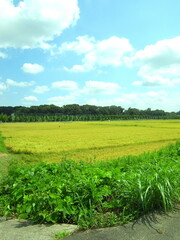 夏の実りの田圃と林風景