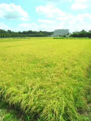 夏の実りの田圃と林風景