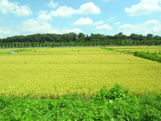 夏の実りの田圃と林風景