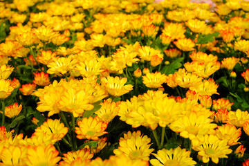 chrysanthemum flower blooming , Select focus