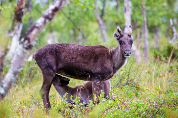 Naklejka na ściany i meble Young reindeer mother, feeding her baby in the forest, baby suckle from mother