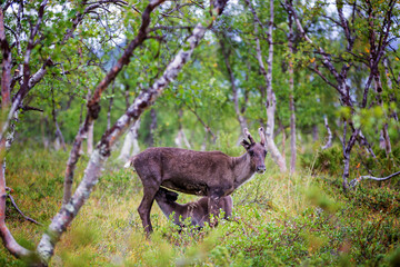 Young reindeer mother, feeding her baby in the forest, baby suckle from mother