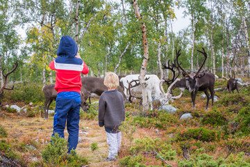 Happy children, brothers, taking pics with herde of reindeers in the forest.