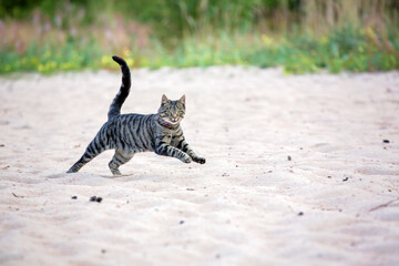Fototapeta na wymiar Cute small cat, running on the beach