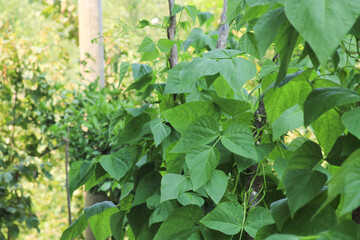 natural bean plant leaves photo