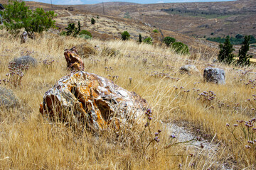 Petrified tree's trunk at the national park of Lesvos island, Greece.