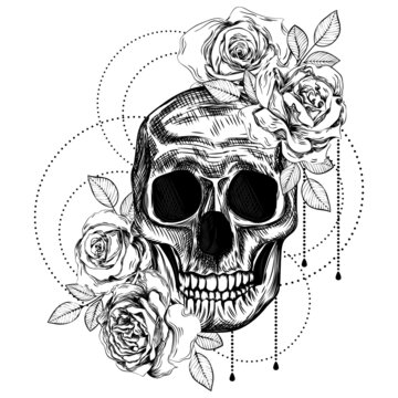 A bouquet of roses and a skull. Botanical line art illustration. Sketch. Gothic tattoo.