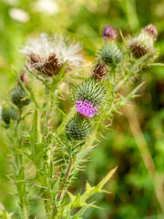 selective focus of a pink milk thistle flower (Silybum marianum) with blurred background