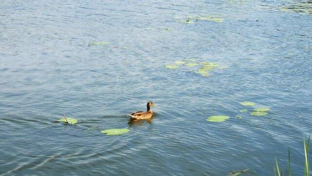 The gray duck swims in the dark waters of the river. Green leaves of water lilies. The life of migratory birds. Wild nature.