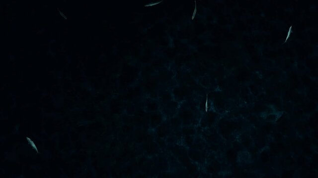 Mackarel fish on the bottom of the ocean, high angle view, 4K