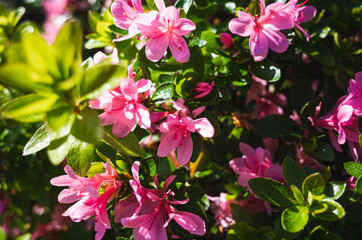 Naklejka premium pink flowers