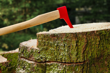 Pickaroon, sappie in tree stump. Wood-handled, metal-topped logging tool. Picaroon, pickaxe used in forestry, during tree felling work. - obrazy, fototapety, plakaty