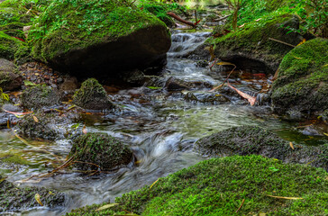 River bed in Sydney National Park with lovely green rocks with moss and tiny plants growing on them...