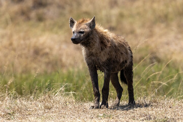 Fototapeta premium Eine Tüpfelhyäne freigestellt frontal