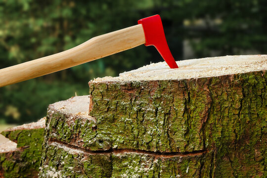 Pickaroon, sappie in tree stump. Wood-handled, metal-topped logging tool. Picaroon, pickaxe used in forestry, during tree felling work.