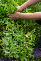 Harvesting mint. Woman farmer hands