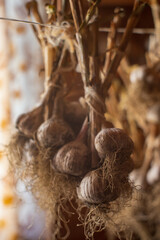 A bunch of garlic hangs from ropes. Drying vegetables for winter storage.