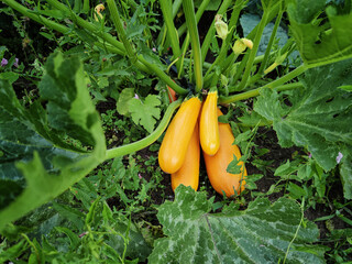 Autumn harvest of fresh zucchini on the garden bed