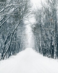 Winter path with frozen trees. Beautiful scenery of winter time.