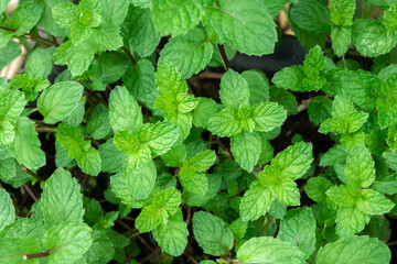 Fototapeta na wymiar Green mint is a medicinal plant and food.
