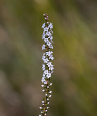 macro of a native Australian beautiful flower found in a Sydney National Park NSW Australia
