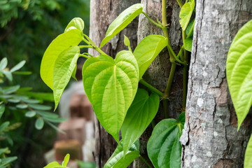 The betel plant is grown in the garden as a medicinal plant.