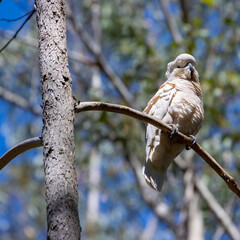 Cockatoo standing on a branch in a Sydney National Park NSW Australia
