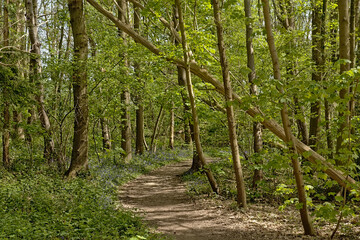  Sunny hiking trail through a spring forest with purple bluebell flowers fresh green leaves in the Flemish countryside 