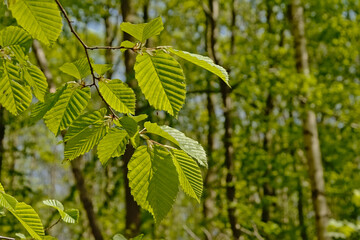 Fresh young green beech leafs close up, selective focus with blurry forest in the background - fagus 