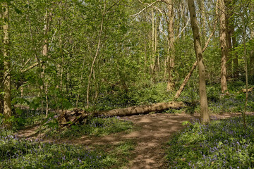 Obraz premium Sunny hiking trail through a spring forest with purple bluebell flowers fresh green leaves in the Flemish countryside 