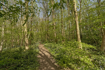  Sunny hiking trail through a spring forest with purple bluebell flowers fresh green leaves in the Flemish countryside 