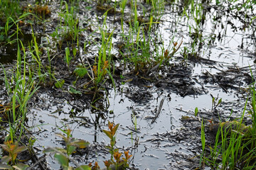 Close-up of fresh, green, wet grass in a deep puddle after a heavy rain. Climate change. Natural disasters
