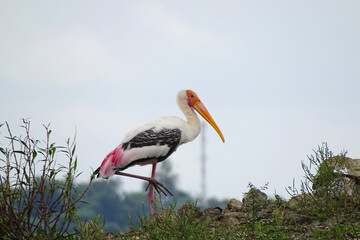 Painted stork ,white stork in the grass