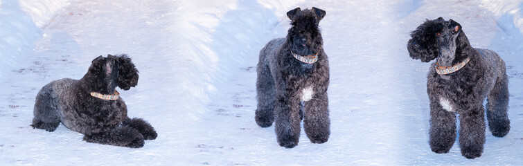 Black  dog breed Kerry blue Terrier on snow in winter	