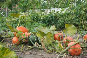 many pumpkins in a vegetable garden
