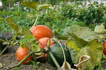 many pumpkins in a vegetable garden
