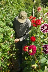 a gardener is picking some raspberries in a garden
