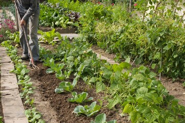 Fototapeta na wymiar a gardener is digging soil in a vegetable garden 