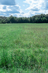 Obraz premium Green field, forest and blue sky with clouds. Vertical photo.