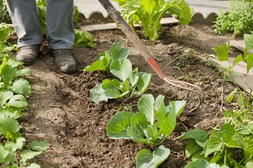 view on a vegetable garden soil dug by a gardener
