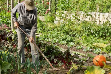 a gardener is digging soil in a vegetable garden
