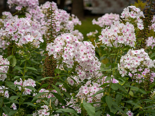 Obraz premium flowers in the Vorontsov Park in Moscow