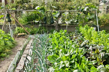 luxurious vegetable garden with big zucchinis in backyard

