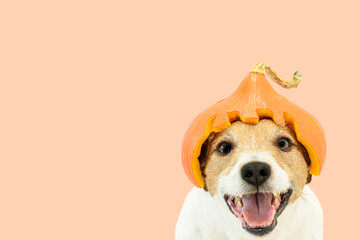 Happy dog on solid color background in helmet carved from pumpkin as humorous Halloween costume