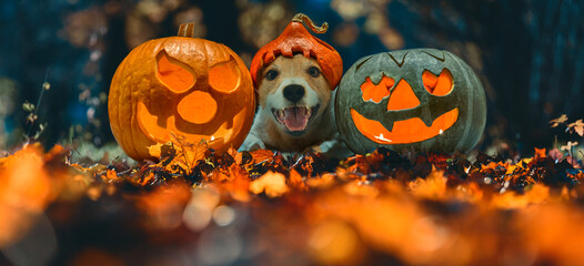 Happy dog in Halloween costume and two blazing carved pumpkins (Jack o'lantern) on Autumn leaves in night