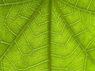 green leaf veins texture