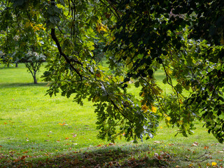 flowers, leaves and trees in the Vorontsov Park in Moscow