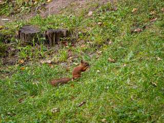 a tame squirrel in the Vorontsov Park prepares food for the winter