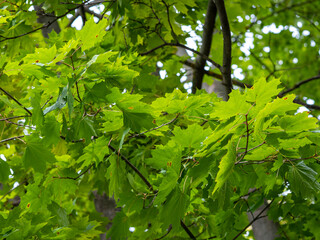 flowers, leaves and trees in the Vorontsov Park in Moscow
